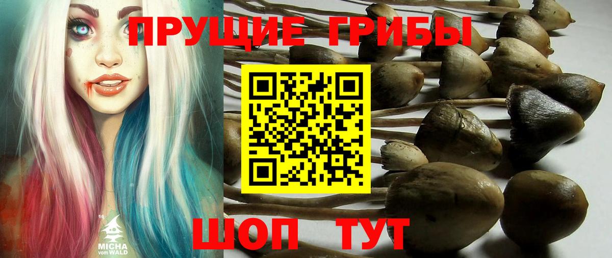 Бердск  Псилоцибиновые грибы GOLDEN TEACHER  сколько стоит  Вход с VPN  Псилоцибиновые грибы мухоморы 